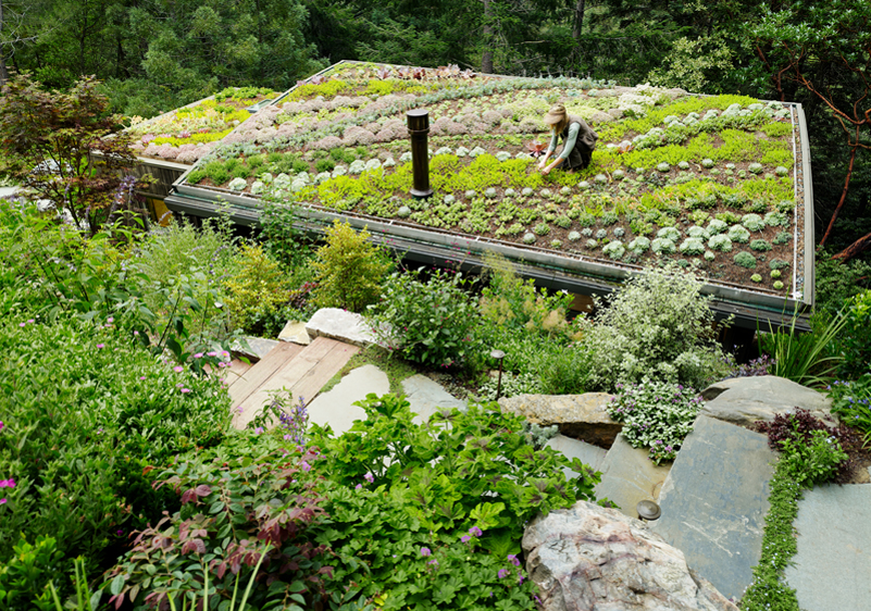 Sedum:Succulents Living Roof of Mill Valley Cabin