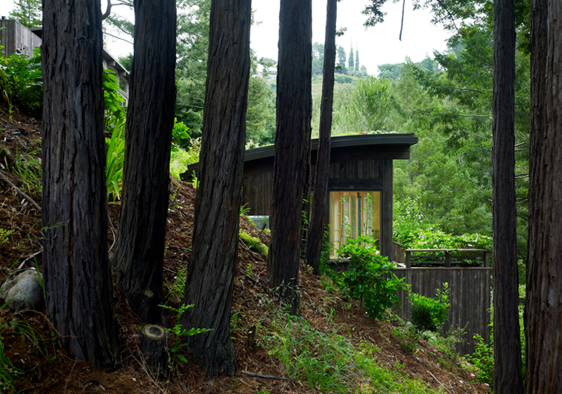 Side View of Mill Valley Cabin amongst trees