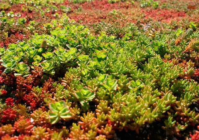 Close-up of Succulent Sedum Living Roof offered by Ecospace Studios