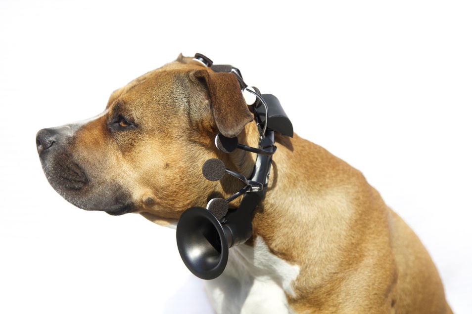 No More Woof Wearable Translator for Dogs Speaking