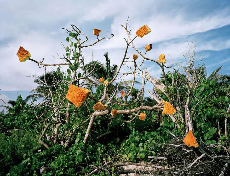A Dead Tree Growing Sponges by Alejandro Duran in Sian Ka'an, Mexico
