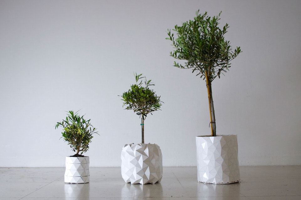 3 Incrementally Sized Olive Trees in Plastic Origami Plant Pots by Studio Ayaskan
