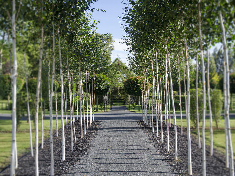 Pathway of Silver Birches to the Tree Chapel