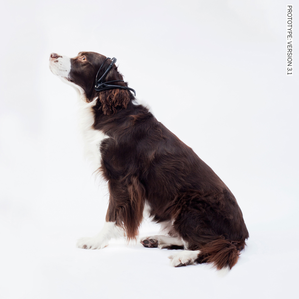 Springer Spaniel wearing version 2 of the No More Woof NMW Headset