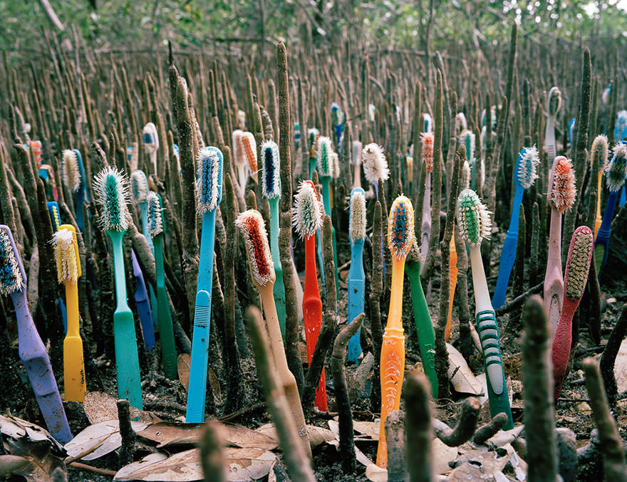 Discarded Toothbrushes Planted by Alejandro Duran to Resemble Plants