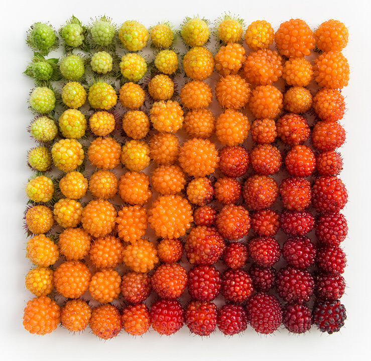 Salmonberry Colour Arrangement by Emily Blancoe