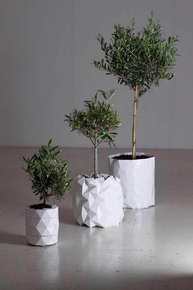 3 Different Sized Olive Trees in Growth Origami Plant Pot